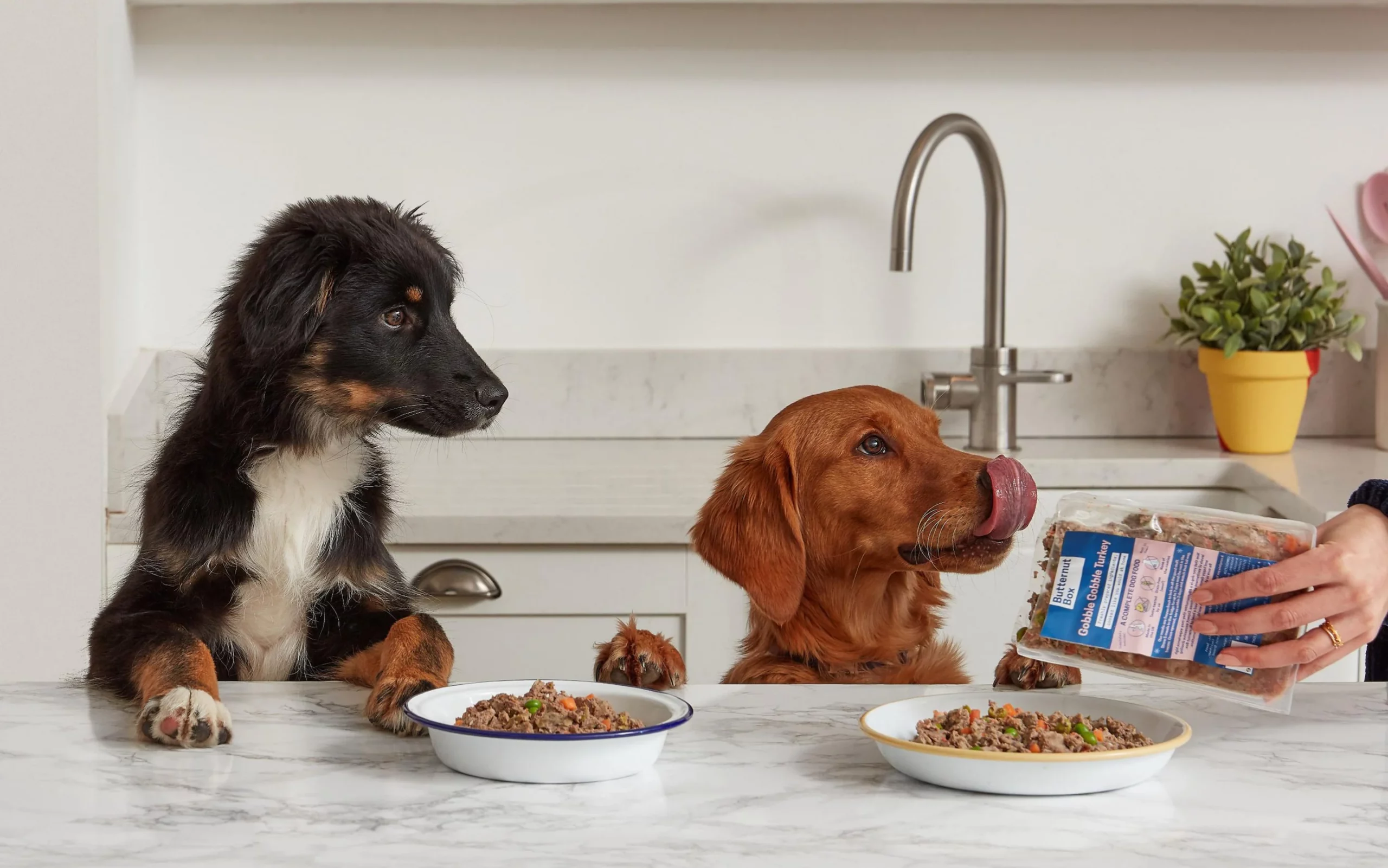 Titelseite -ROYAL CANIN Verkäufe 546 scaled