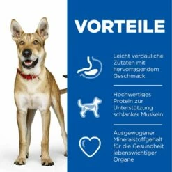 Hills Science Plan Canine Adult Performance Huhn Trockenfutter Für Hunde 14 Kg Trockenfutter -ROYAL CANIN Verkäufe 56YNreDWxr4Y 52742026114 3
