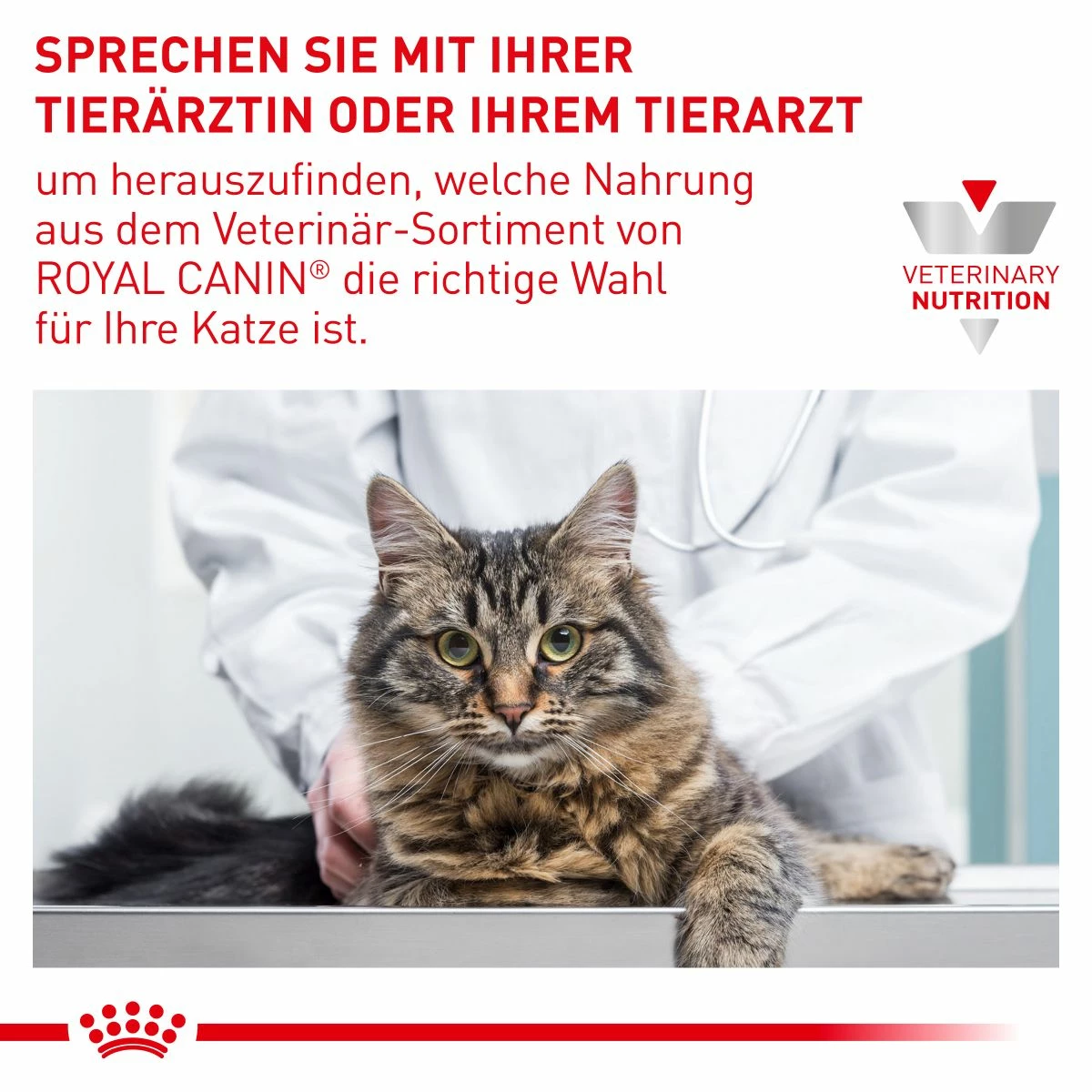 Royal Canin Diabetic Nassfutter Für Katzen 12 X 85 G Frischebeutel Für Katzen 9 Royal Canin Diabetic Nassfutter Für Katzen 12 X 85 G Frischebeutel Für Katzen – Bild 7